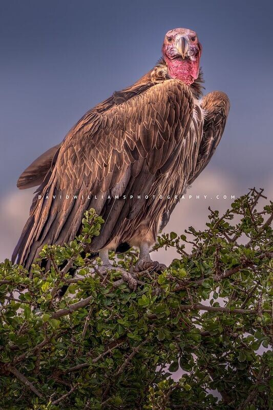 Vulture S NZ93328