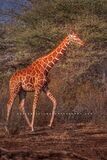 Giraffe S NZ93290