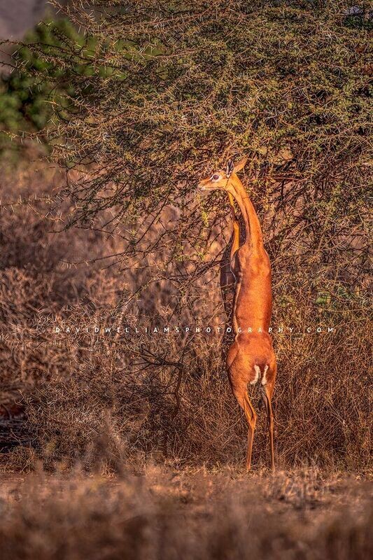 Gerenuk S NZ93168