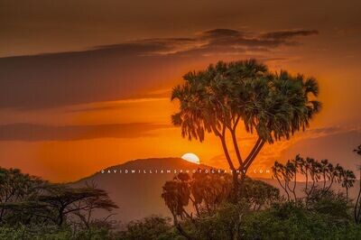 African Sunset NZ93076