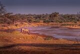 East African Oryx NZ92859