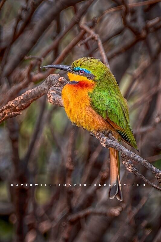 Cinnamon Chested Bee Eater NZ90334