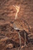 Black Bellied Bustard NZ90060