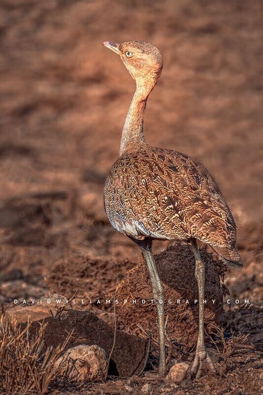 Black Bellied Bustard NZ90060