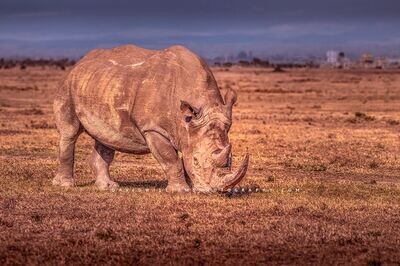 White Rhino S NZ99346