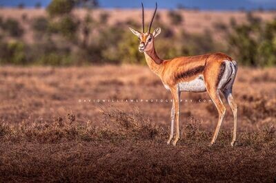 Grant's Gazelle NZ99301