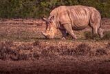 White Rhino NZ99293