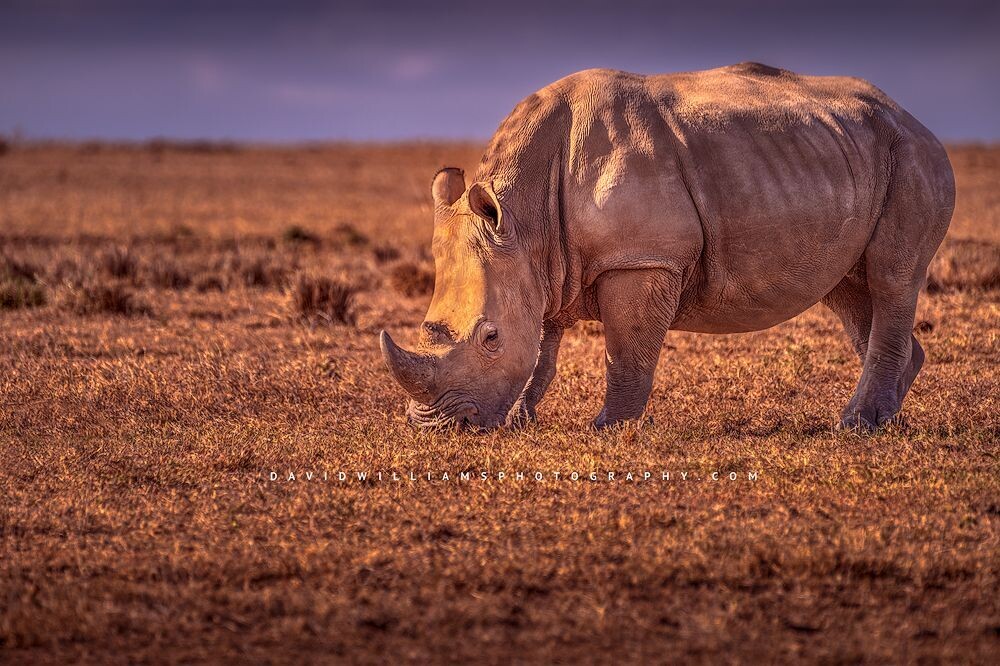 White Rhino NZ99283