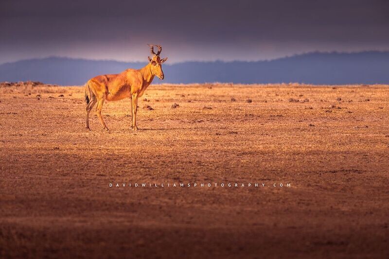 Hartebeest S NZ99214