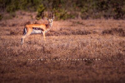 Thomson's Gazelle NZ99245