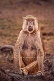 Baboon S NZ98292