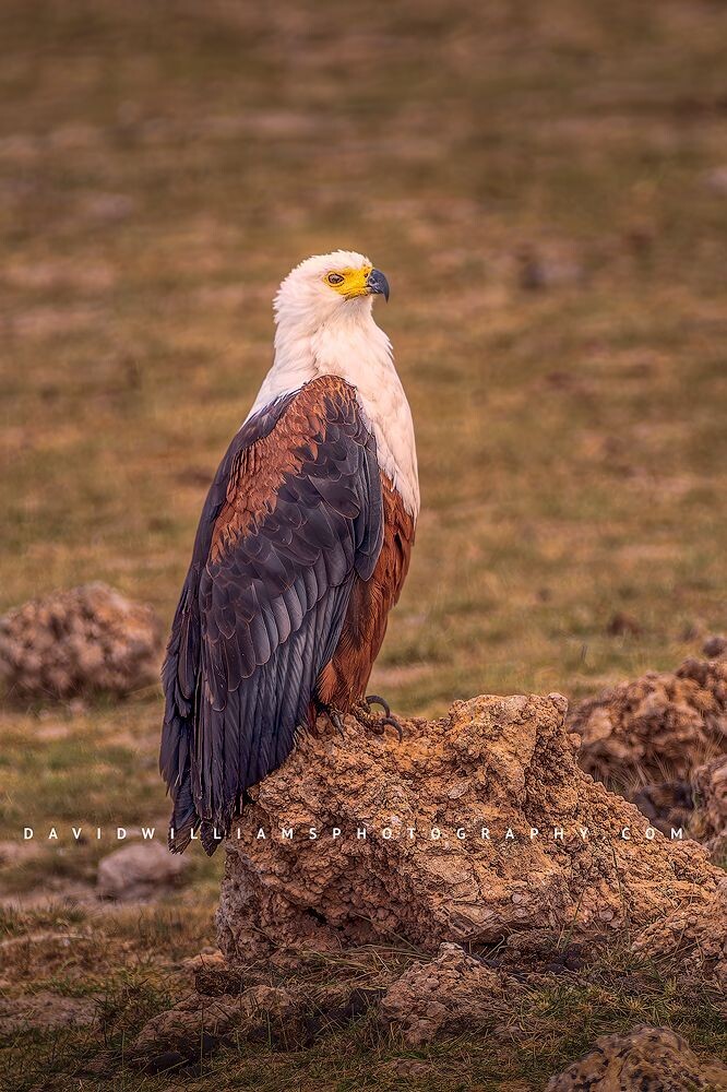 African Fish Eagle B NZ97215