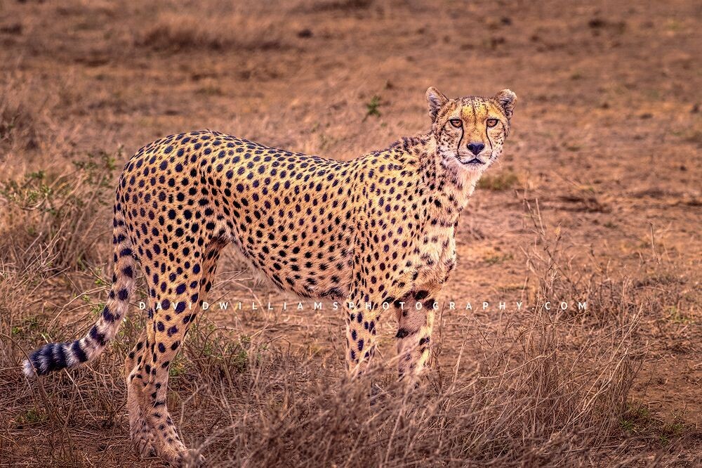 Cheetah-S_NZ95435