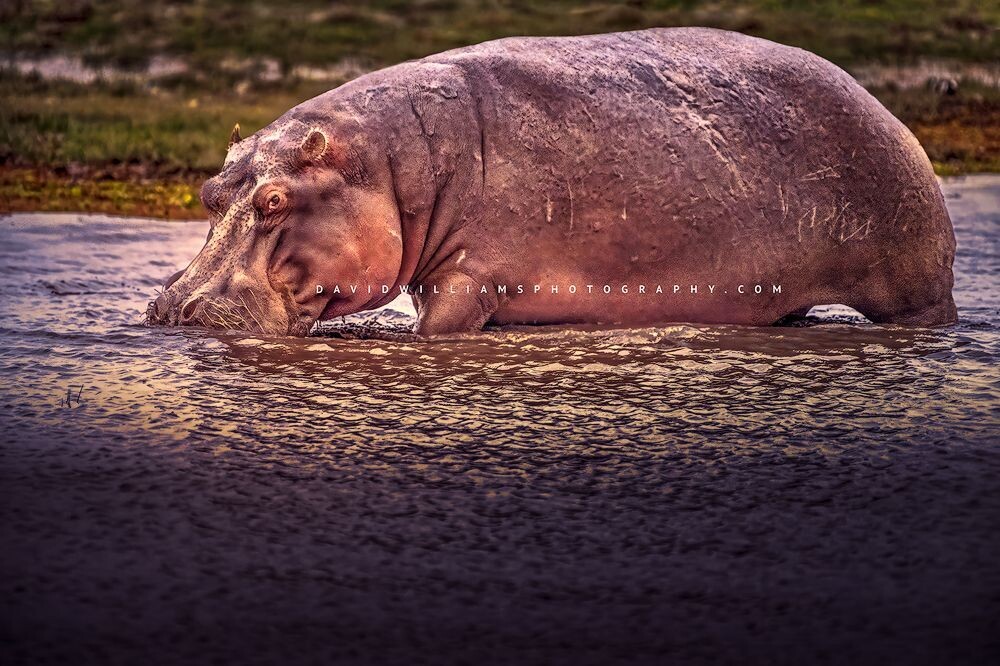 Hippo-S_NZ95300