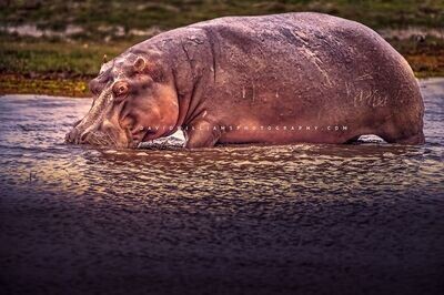 Hippo-S_NZ95300