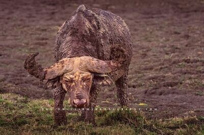 African-Buffalo-S_D856078