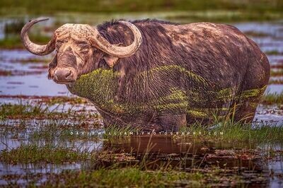 African-Buffalo-S_NZ95283