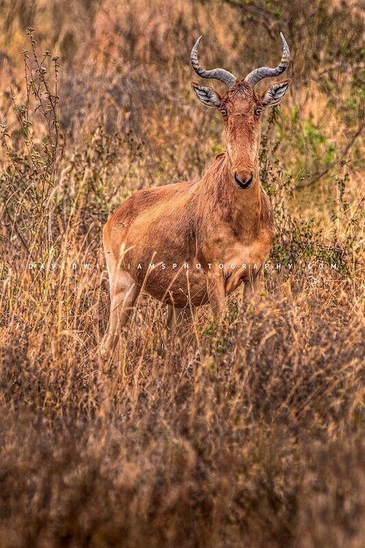 Coke's-Hartebeest_NZ94748