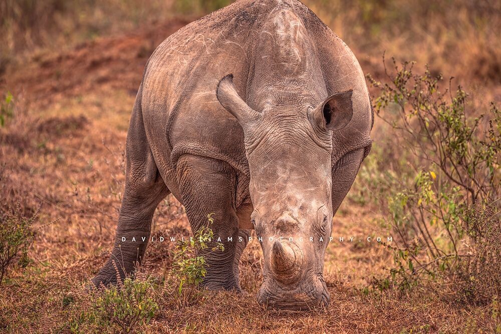 White-Rhino_NZ94654