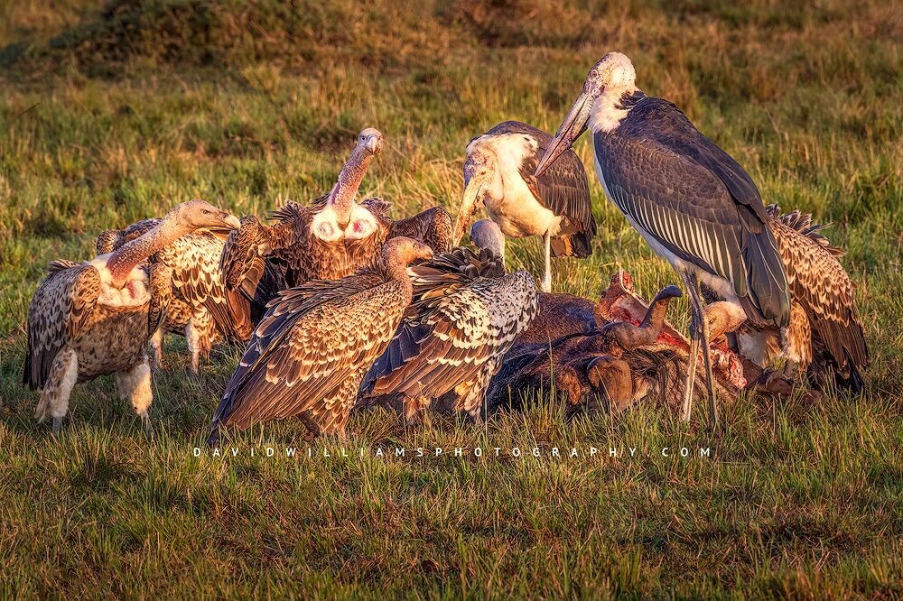 Vultures-GP_BKT3600