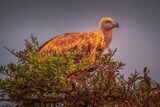 Vulture-S_BKT3448