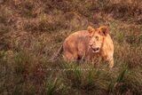 Lions-S_BKT3385