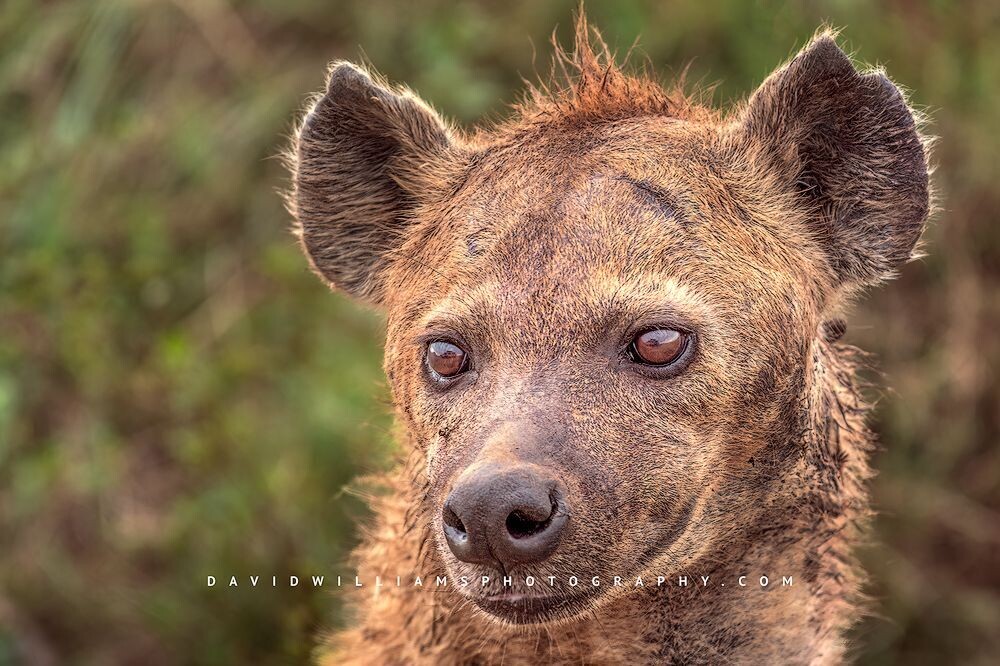 Hyena-S_BKT3109