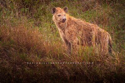 Hyena-S_BKT3079