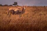 Eland-S_BKT1318