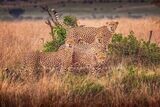 Cheetah-GP_BKT9628