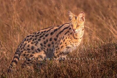 Serval-S_BKT8425