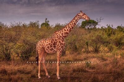 Giraffe-S_BKT1245