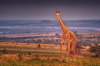 Giraffe-S_BKT8963