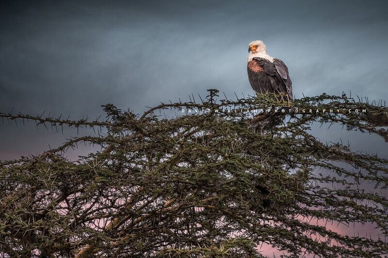 African-Fish-Eagle_NZ94635