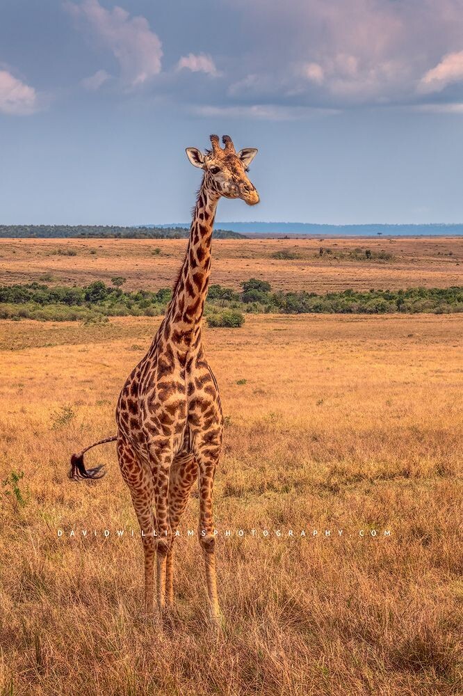 Giraffe-S_BKT1292