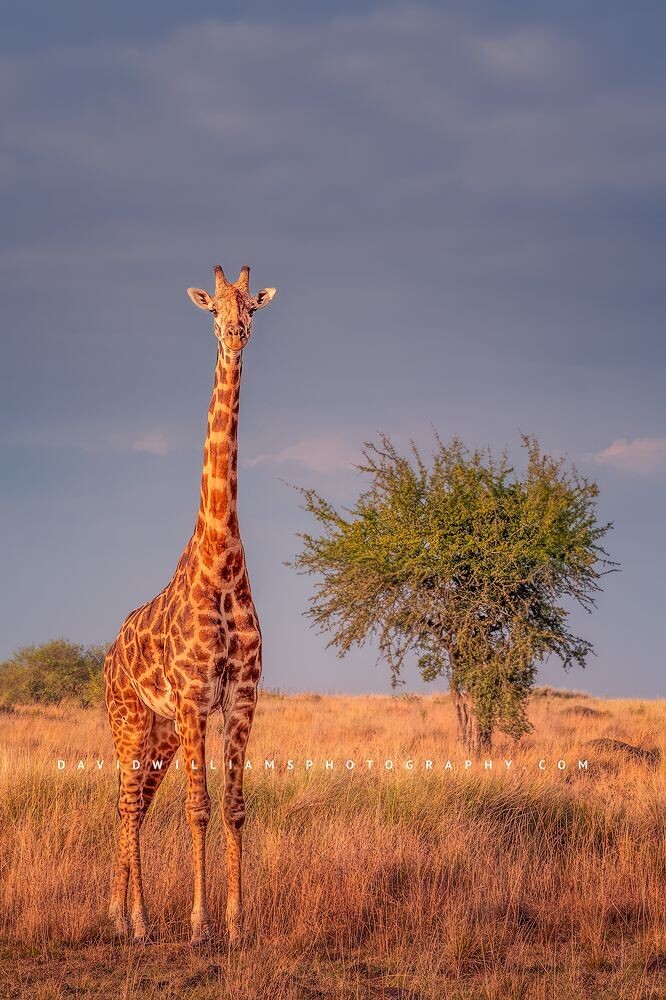 Giraffe-S_BKT1876