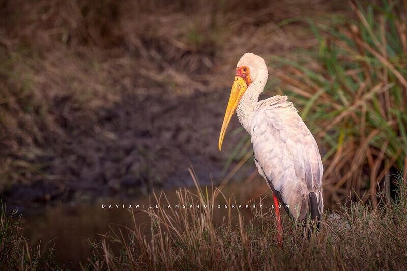 Yellow-billed-Stork_BKT7827