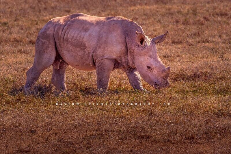 White-Rhino-S_D857021