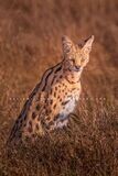 Serval-S_BKT8426