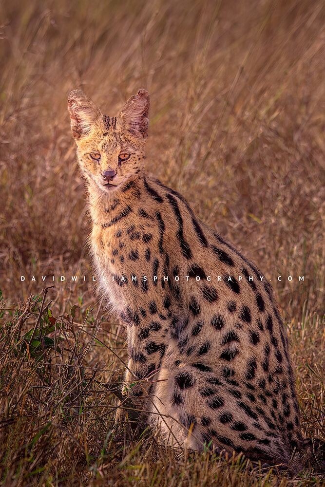 Serval-S_BKT8477