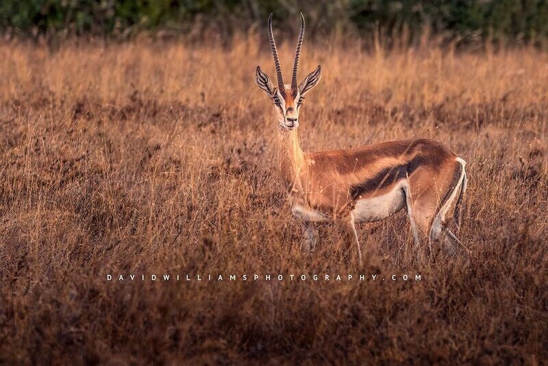 Thomson's-Gazelle_BKT6147