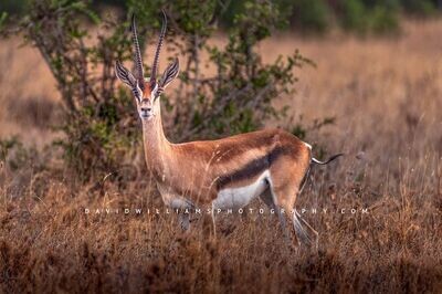 Thomson's-Gazelle_D856128