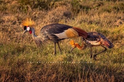 Black-Crown-Crane_D854727