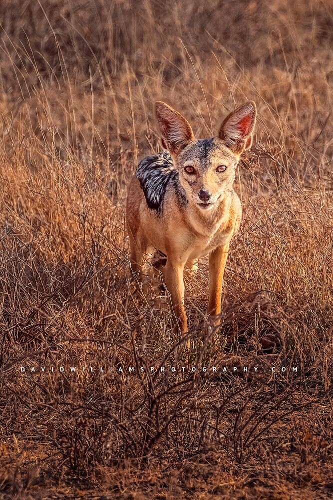 Black-Backed-Jackal_BKT6688