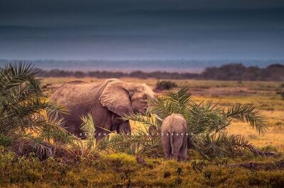 Elephant-Jungle-2_D855339