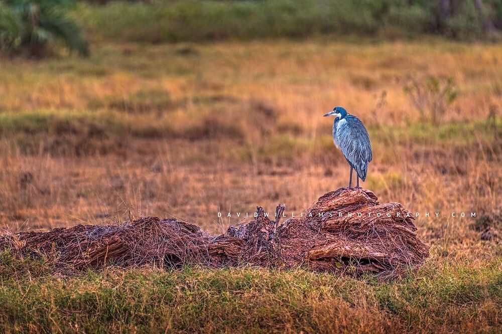 Black-Headed-Heron_D855350