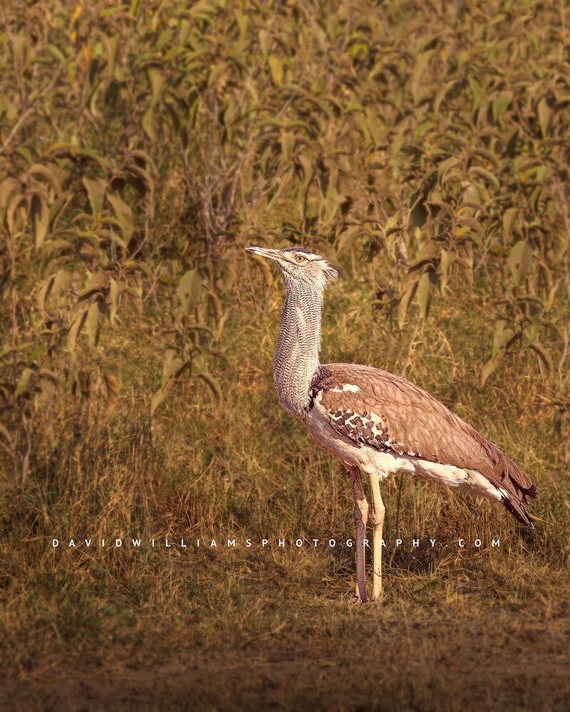 Kori-Bustard_D854812