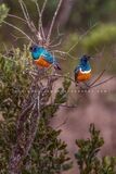 Superb-Starling-GP_D856100