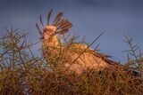 Secretary-Bird_D854247