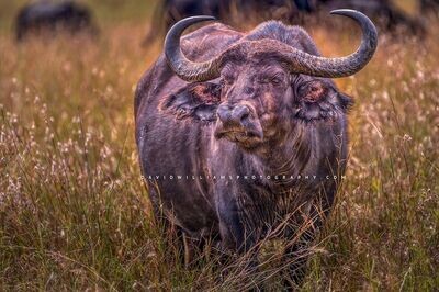 African Buffalo S NZ94577